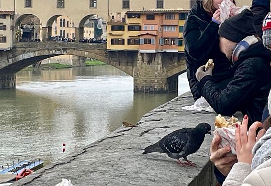 Piccione insidia la schiacciata di un turista