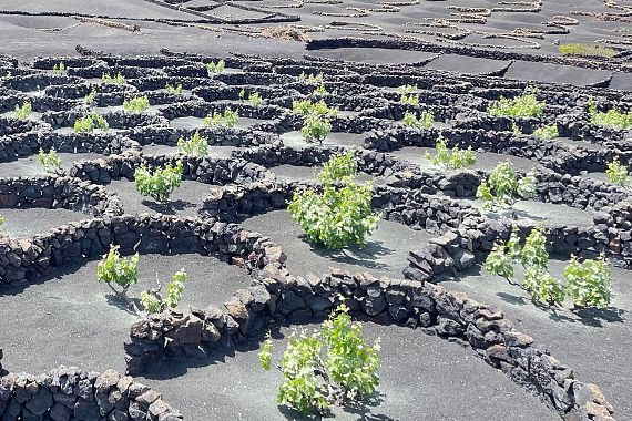 Vigneti a Lanzarote - foto Blue Lama